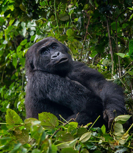 best african safari tours african safari tours