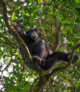 african safari African Safari Vacation Packages