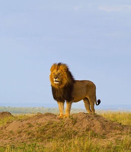 africa tour packages africa safaris and tours