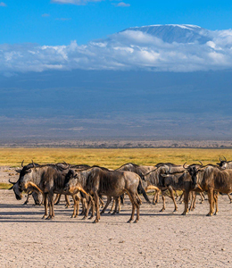 african wildlife safari africa package holidays