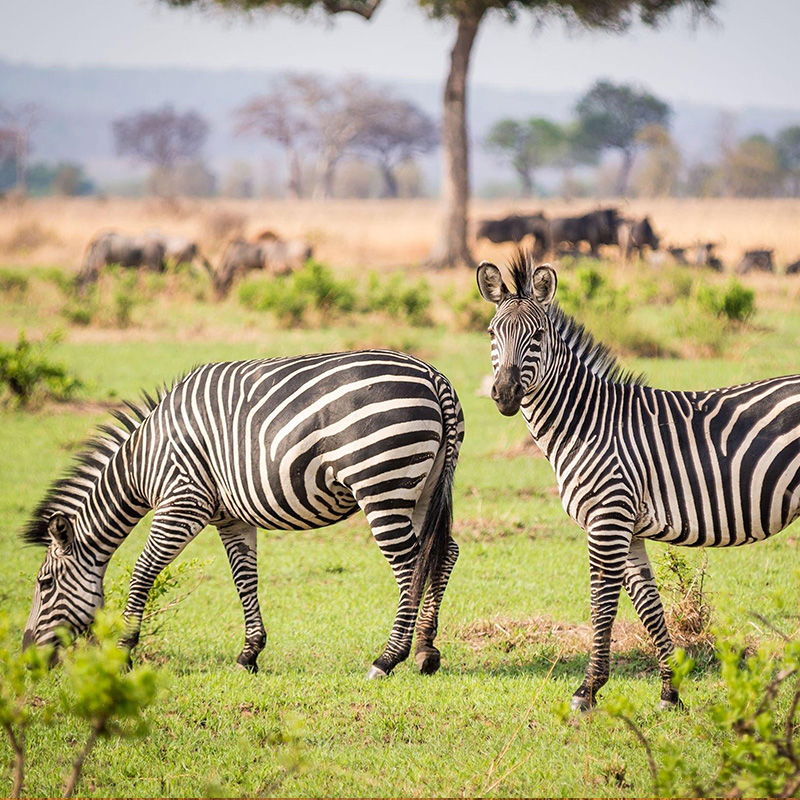 masai mara