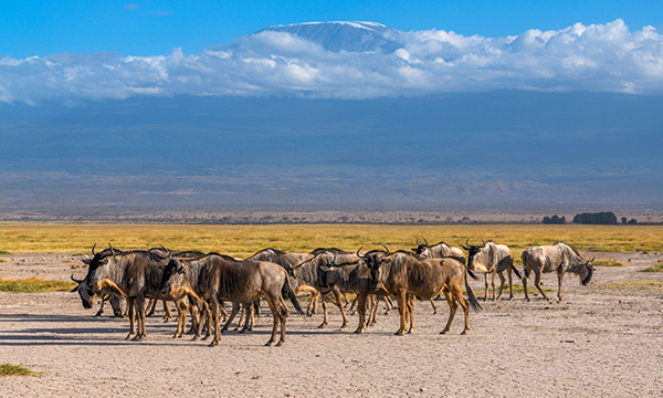 safari in tanzania cost