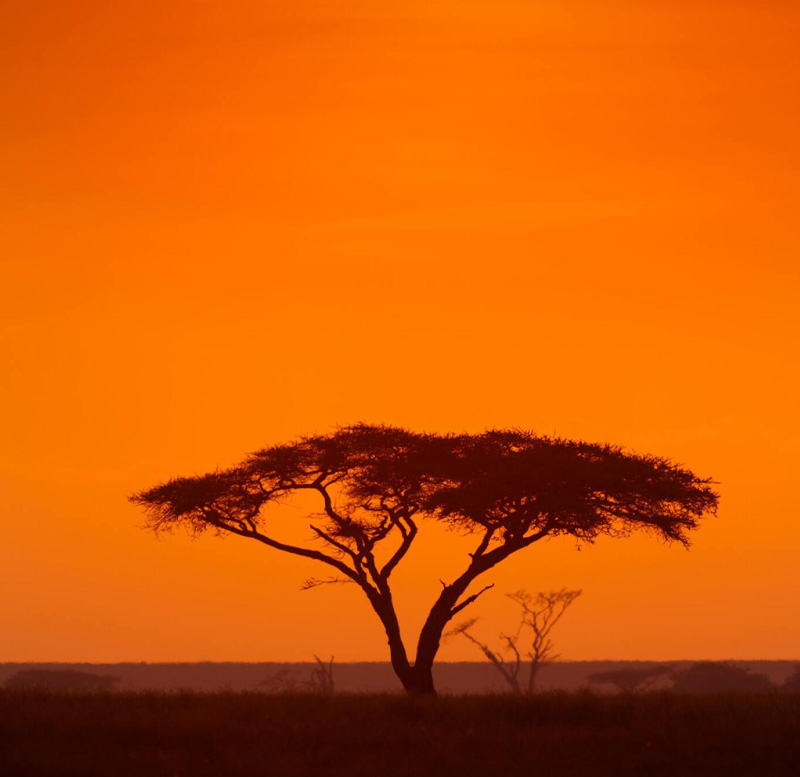 african safari vacation packages african wildlife safari