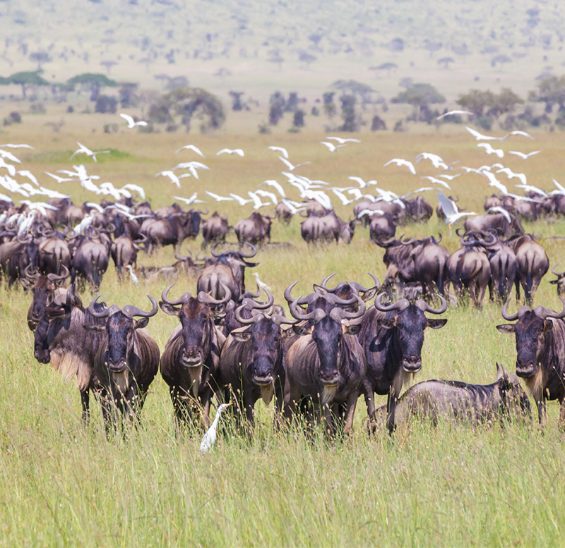best african safari tour companies luxury african safari tours