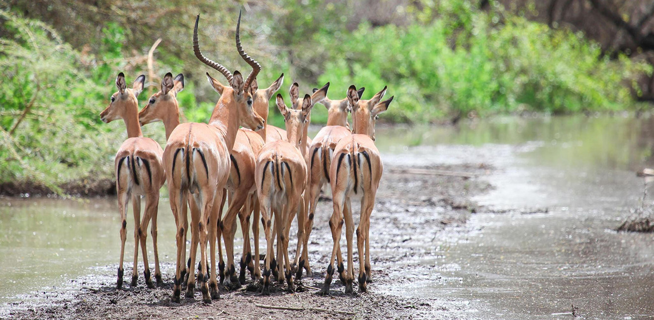 Tanzanian Safari