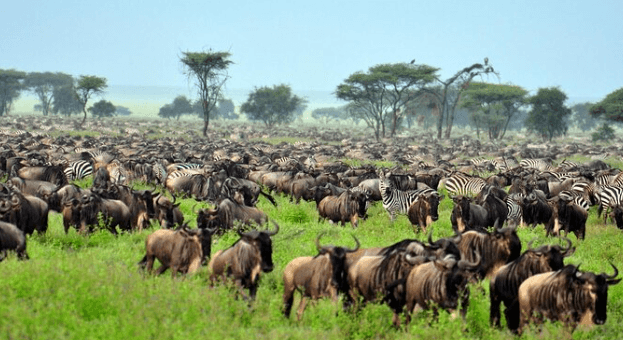 Tanzania Safari