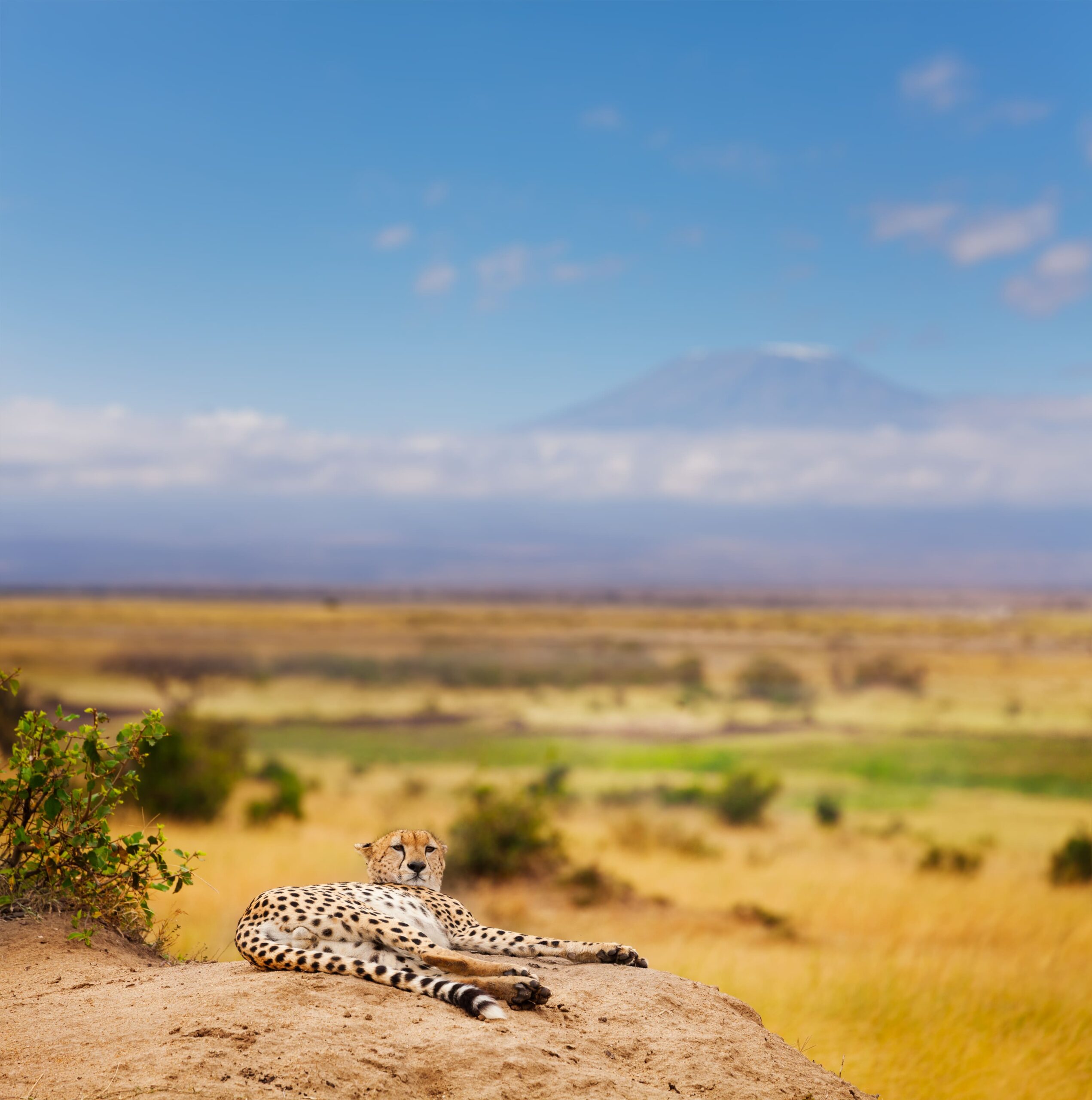 safari tour serengeti Luxury Serengeti safari