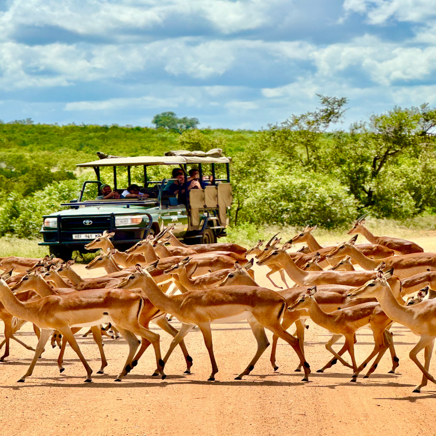 serengeti safari holidays serengeti national park safari