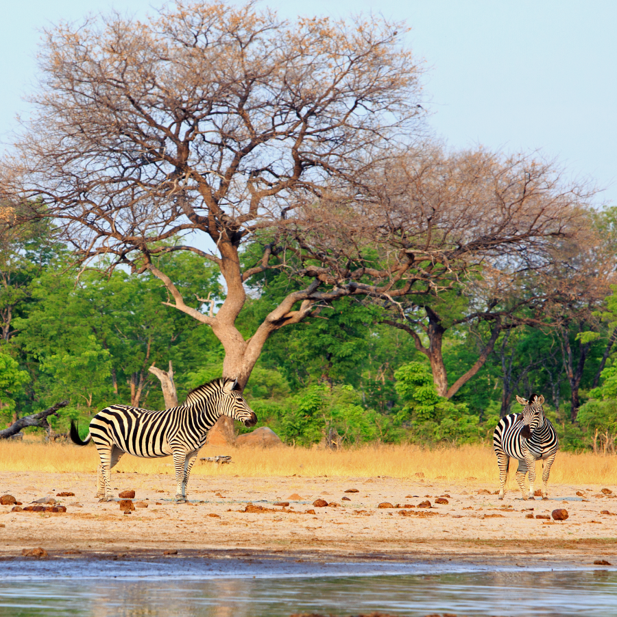serengeti holidays safari tours serengeti