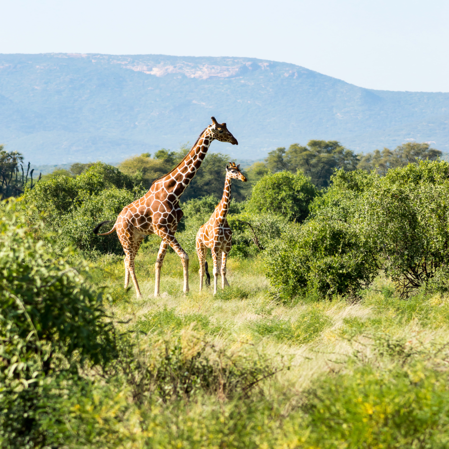 africa serengeti safaris Serengeti tours