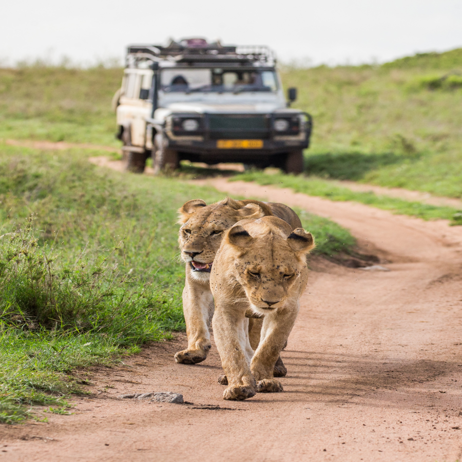 safari tanzania price