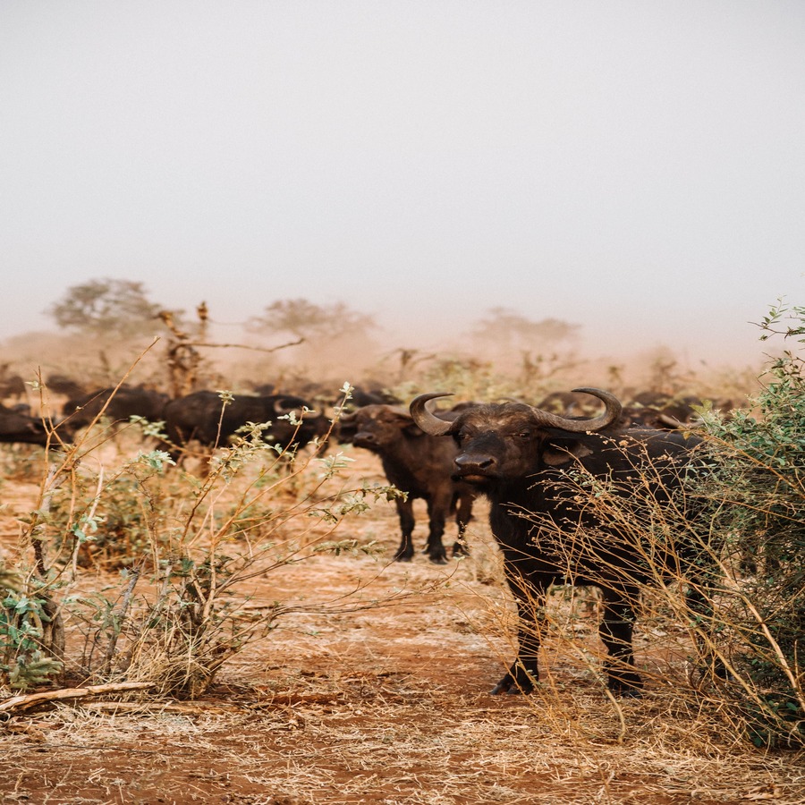 safari in tanzania prices