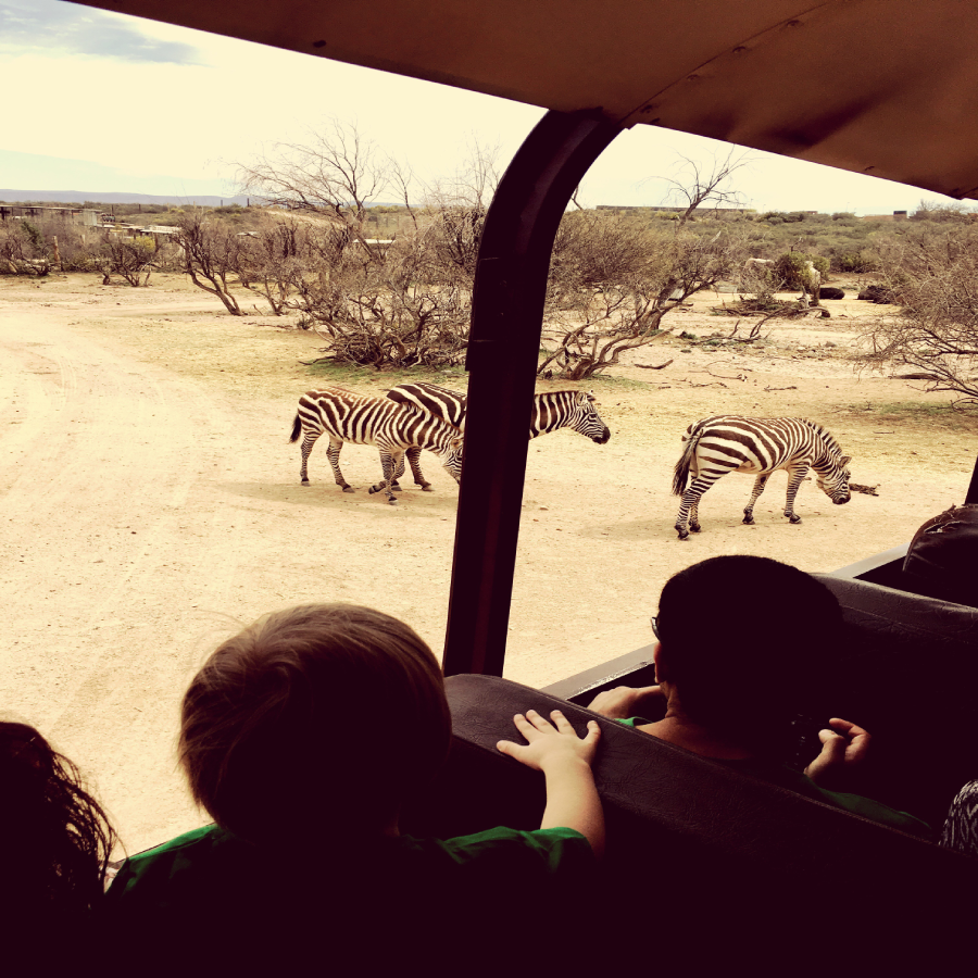 tanzania safari price