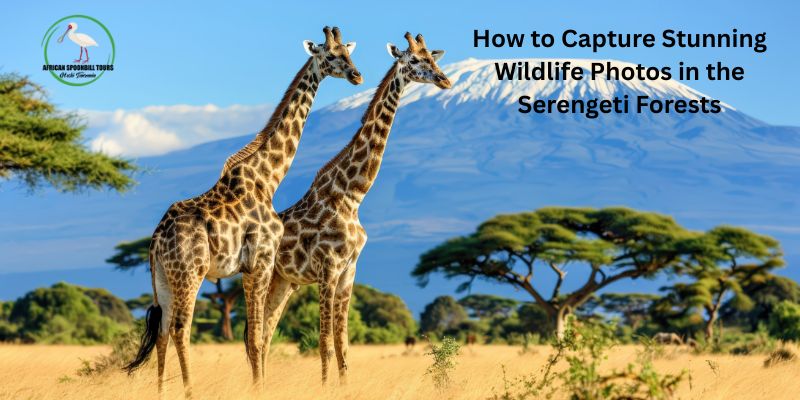 safari tours serengeti