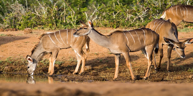 Safari in Serengeti