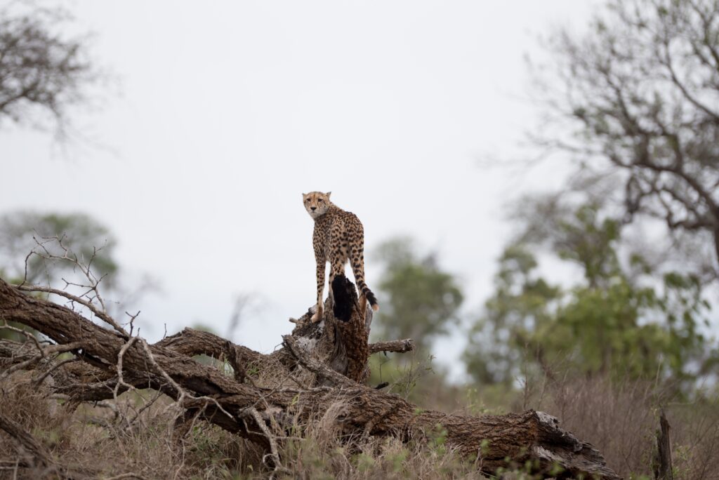 tanzania safari tours
