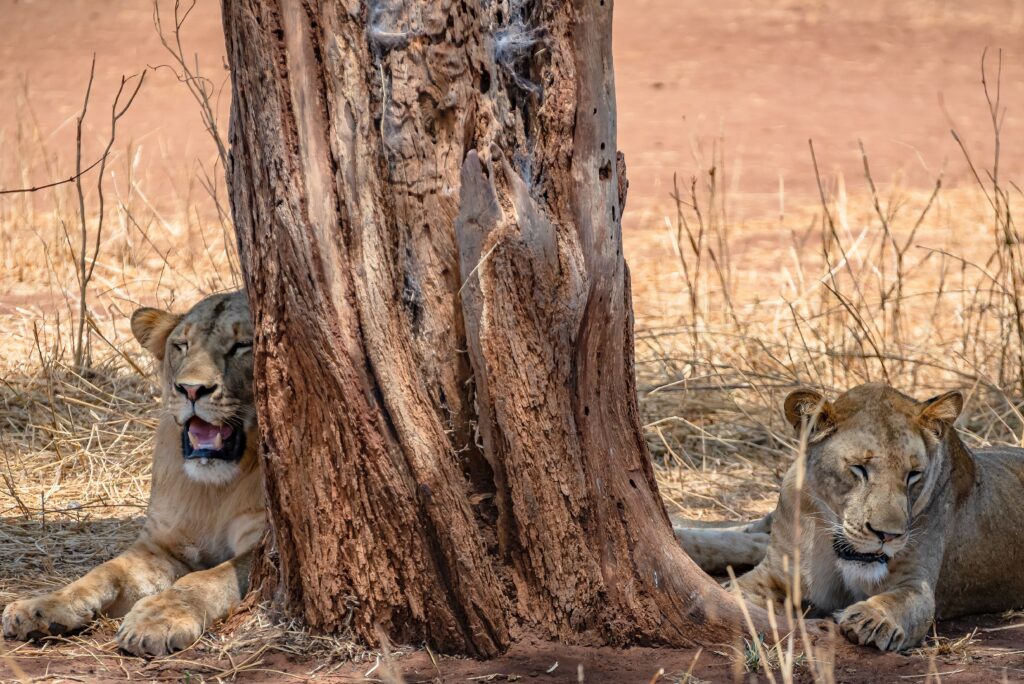 serengeti safari tour